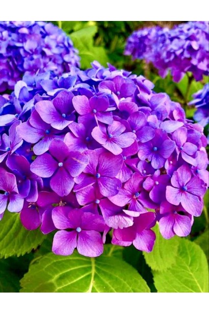 Сульфат алюмінію змінює колір гортензій.